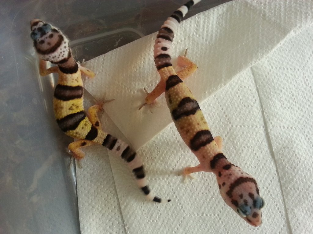 Eublepharis turcmenicus