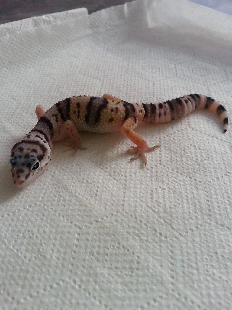 Eublepharis turcmenicus