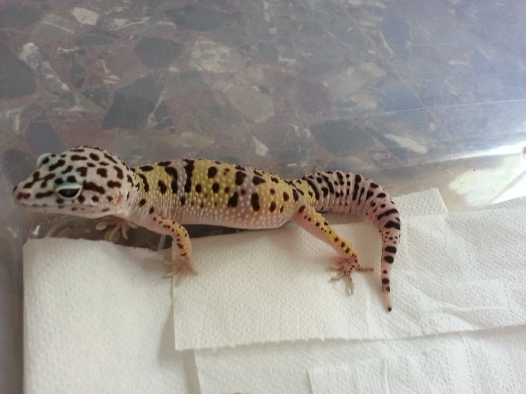 Eublepharis turcmenicus