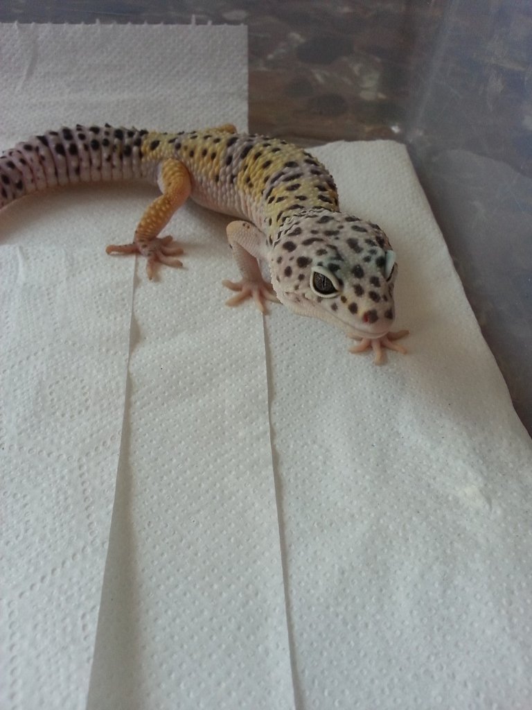 Eublepharis turcmenicus