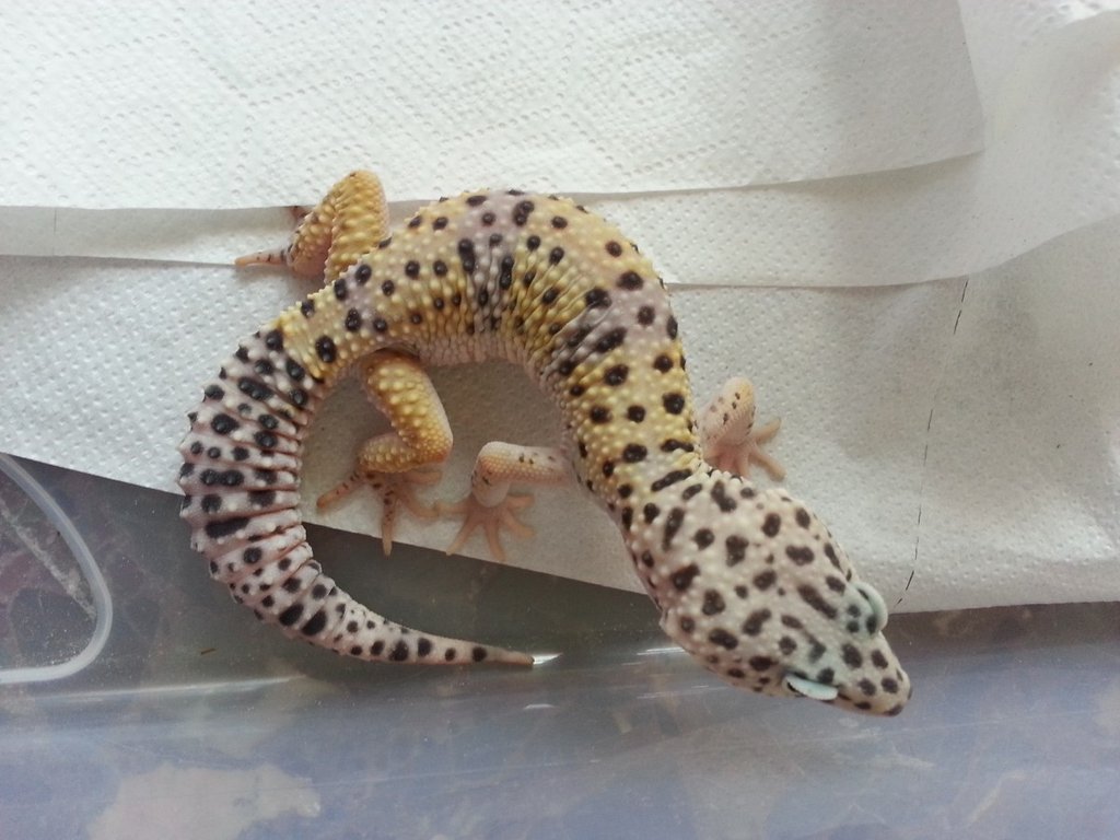 Eublepharis turcmenicus