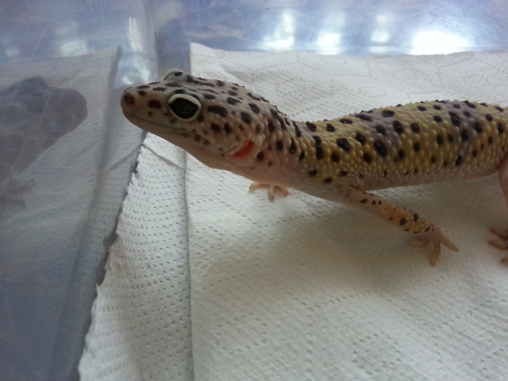 Eublepharis turcmenicus