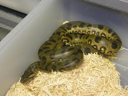 eunectes murinus.jpg