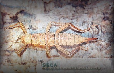 Eurycantha_sp.jpg