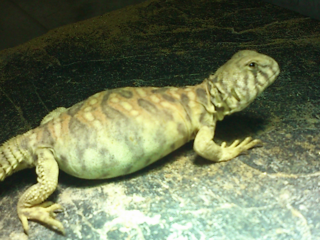 expoterraria bcn  2012 137 (1024x768).jpg