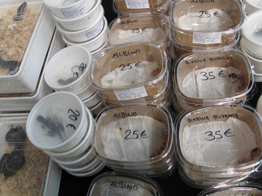 expoterraria sep 08 459 reduc.jpg