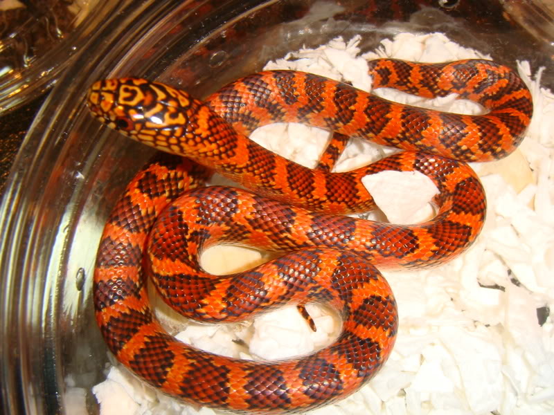 "Extreme Flame" Brooks baby