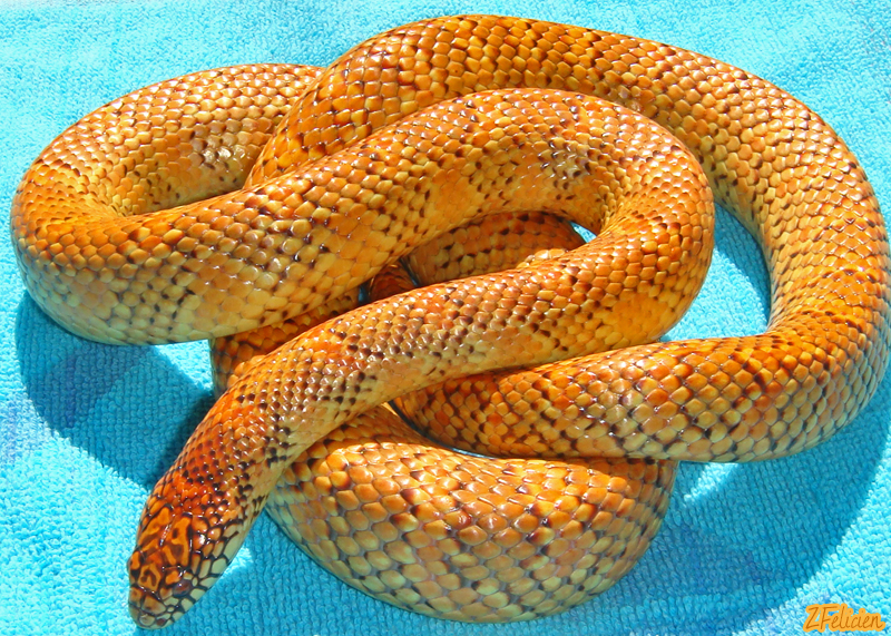 Extreme Flame Hyper Erytheristic brooksi