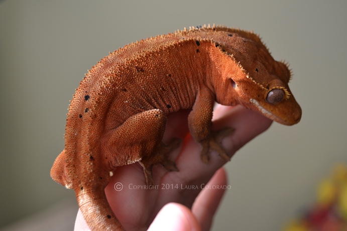 Eyra, hembra de correlophus ciliatus