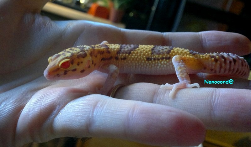 F_ Banded RADAR 14DIC.jpg