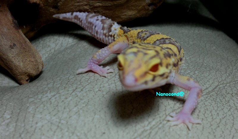 F_ RADAR Banded Hembra female Ojo Eye 13DIC.jpg