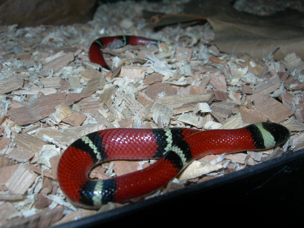 Falsa coral de Sinaloa