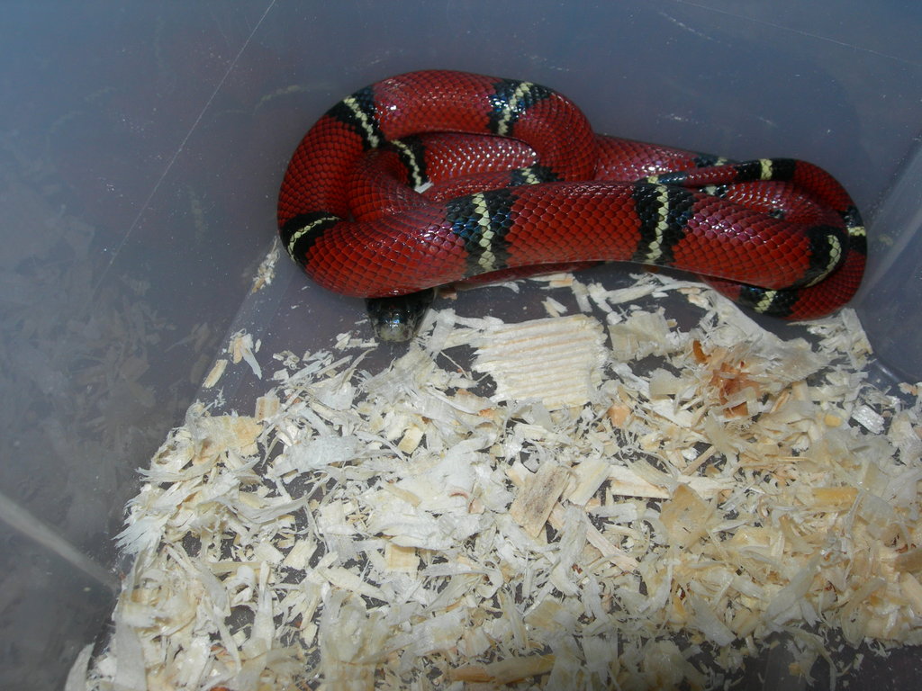 Falsa Coral de Sinaloa