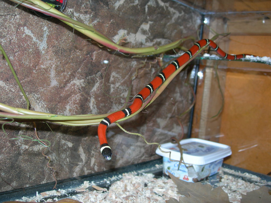 Falsa coral de sinaloa