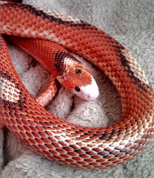 Falsa coral de sinaloe aberrante (Lampropeltis triangulum sinaloe)