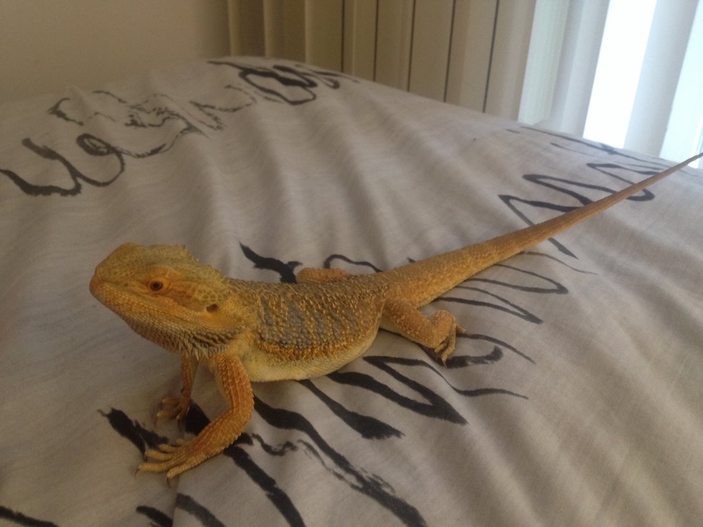 Fase pogona