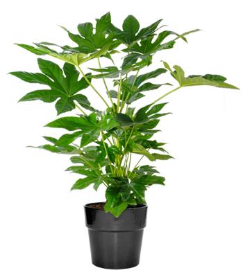 fatsia japonica.jpg