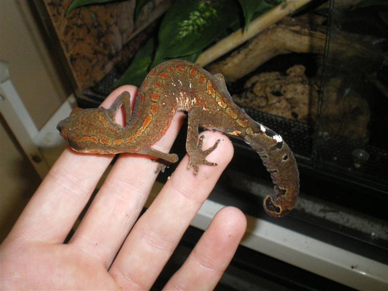 felinus 007 (Medium).jpg