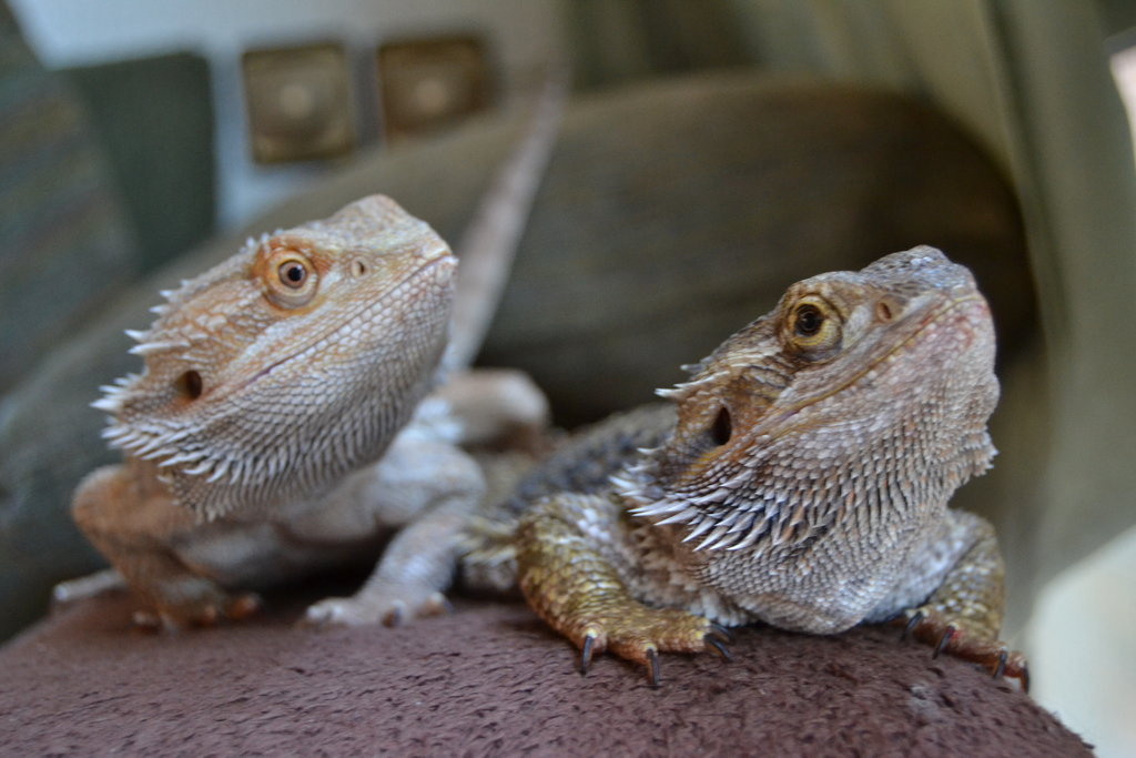 Fénix (macho, izquierda) e Hydra (hembra, derecha)