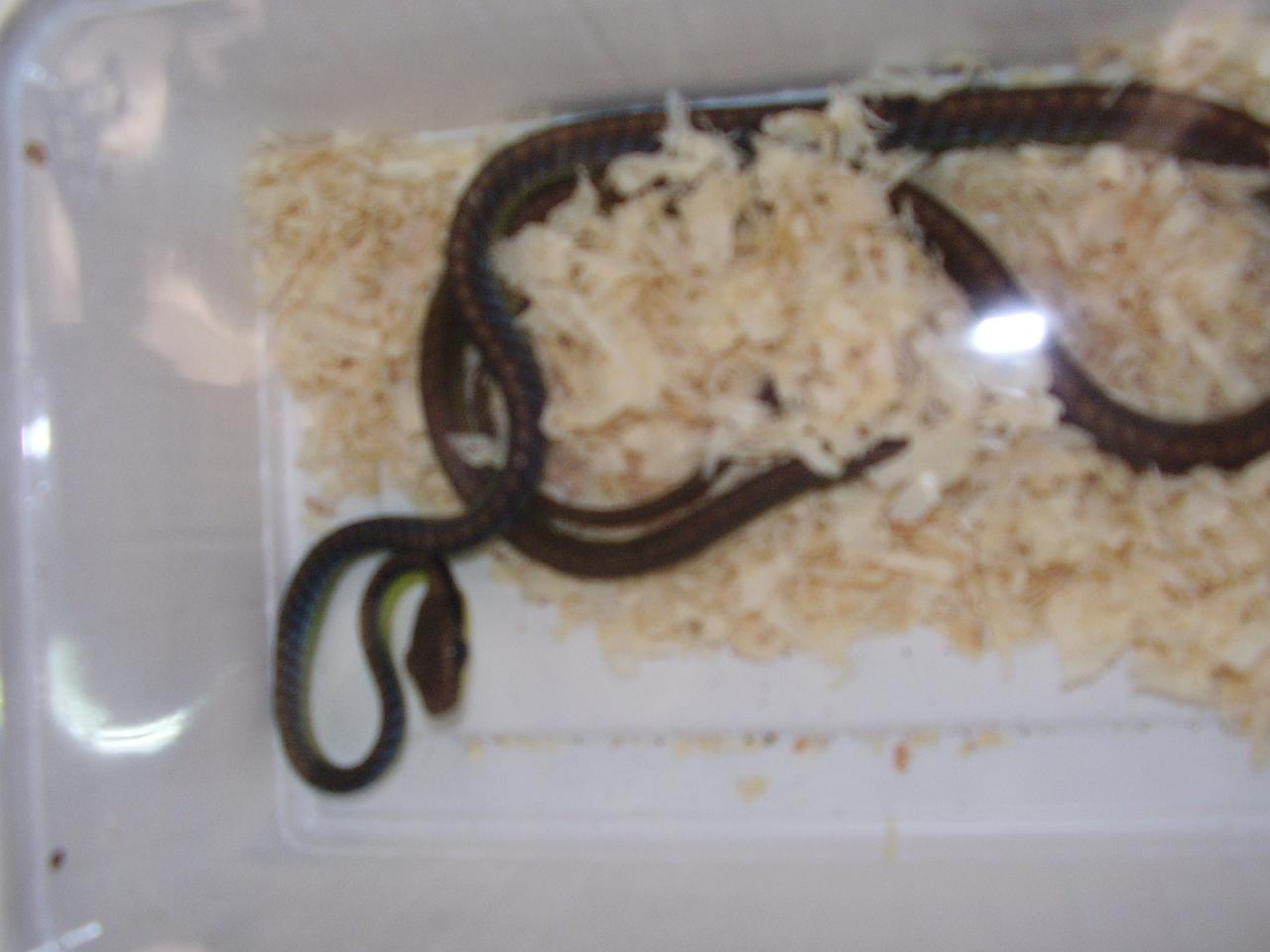 Feria Barcelona 060.jpg