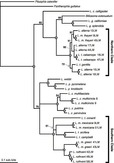 Filogenia Lampropeltis