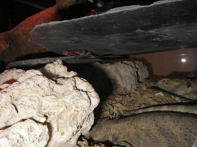 fiona y sreck 14.JPG