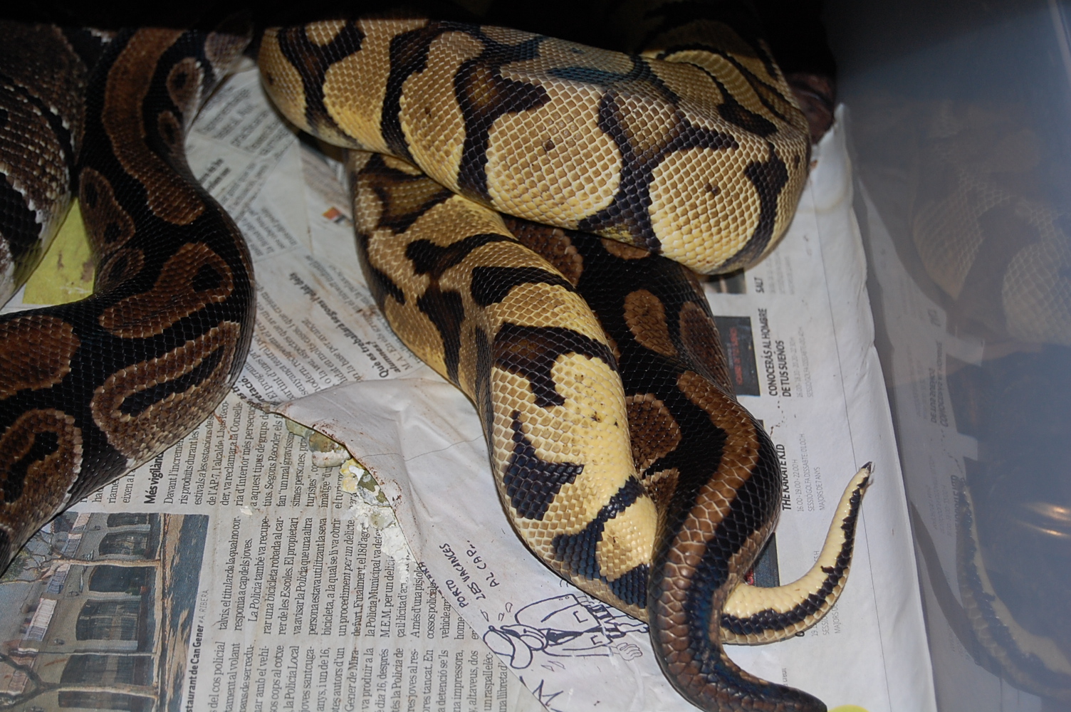 fire fly X norm 4 - 27-11-2010 (2).JPG