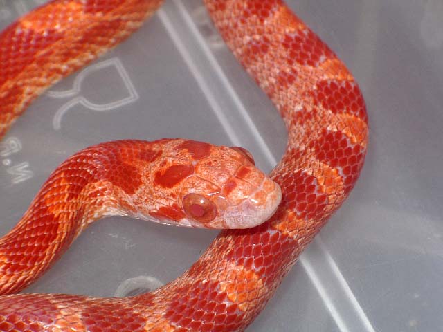 Fire Mayo 2008 detalle.jpg