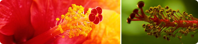 Flor hibiscus detalle2