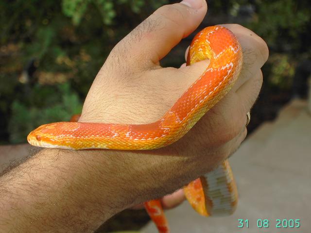 FLUORESCENT ORANGE.JPG