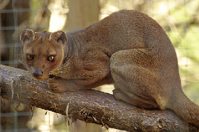 fossa.gif