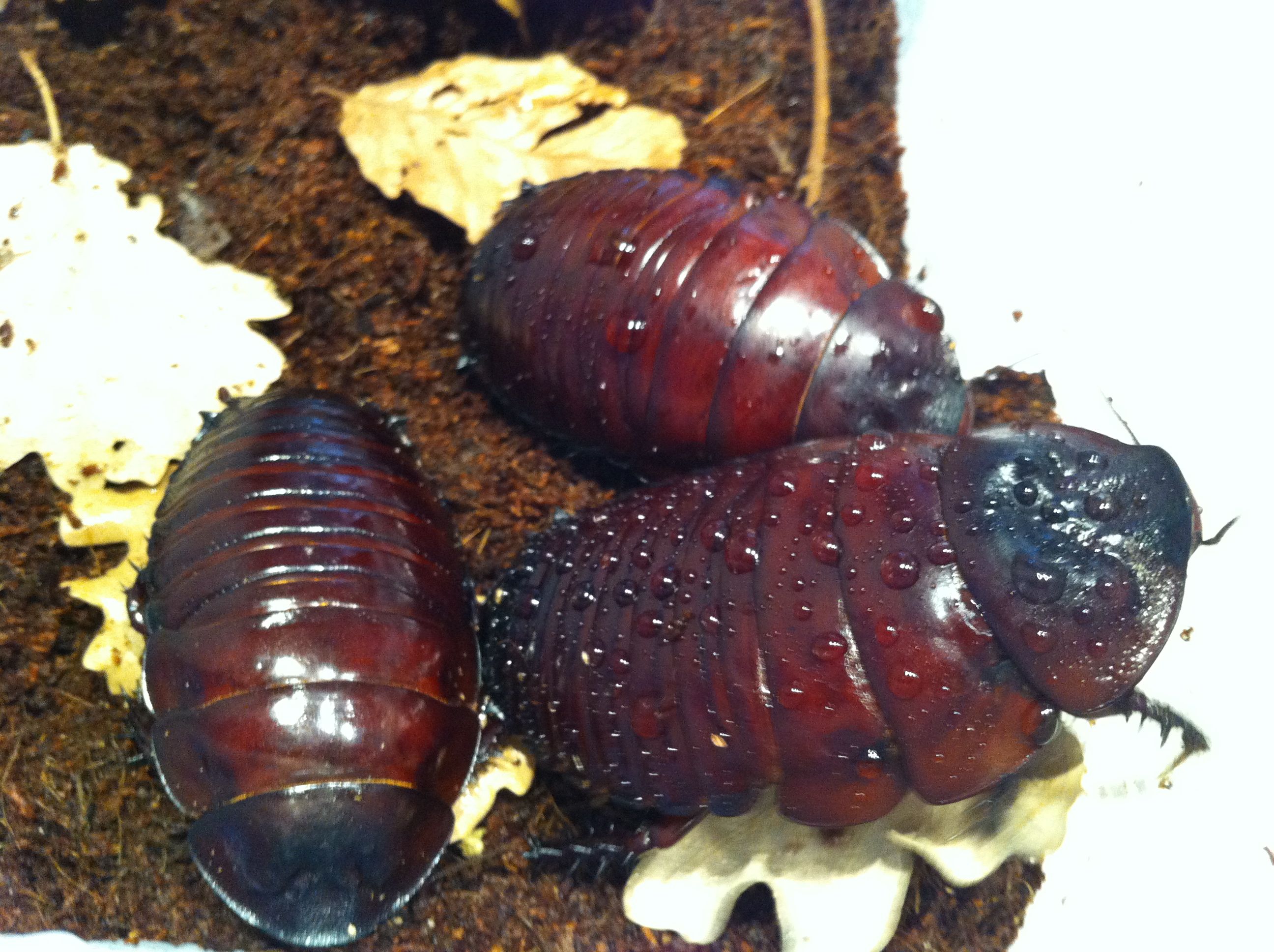 Foto 08-05-12 13 28 51.jpg