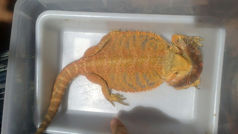 foto 2, pogona hembra