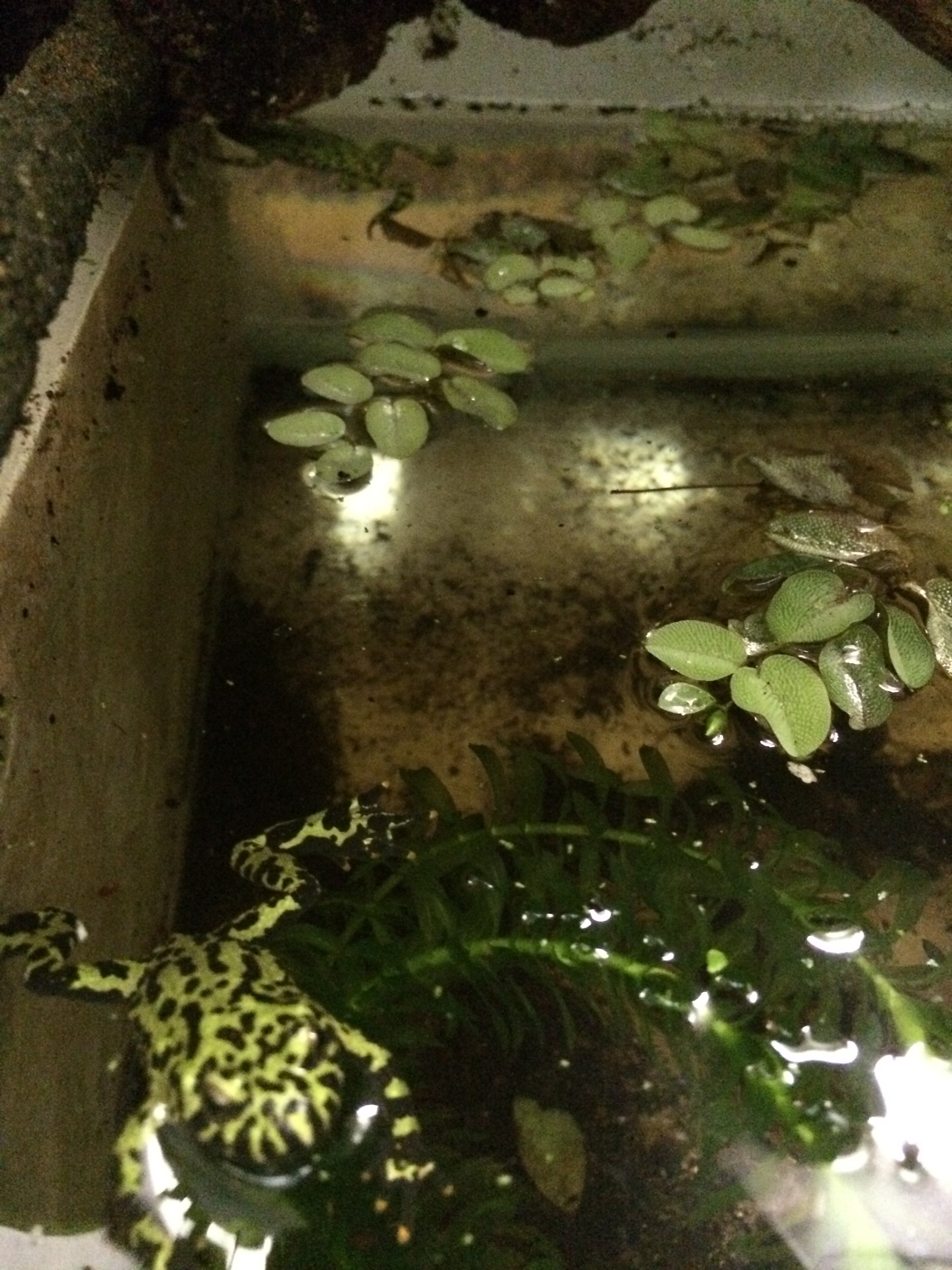 foto bombina 142.jpg