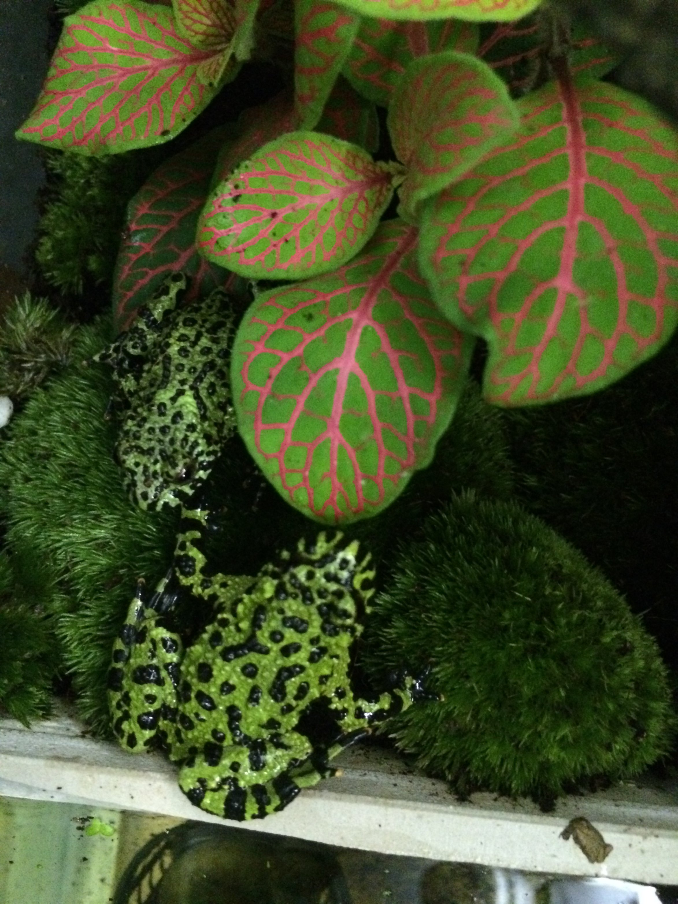 foto bombina 143.jpg