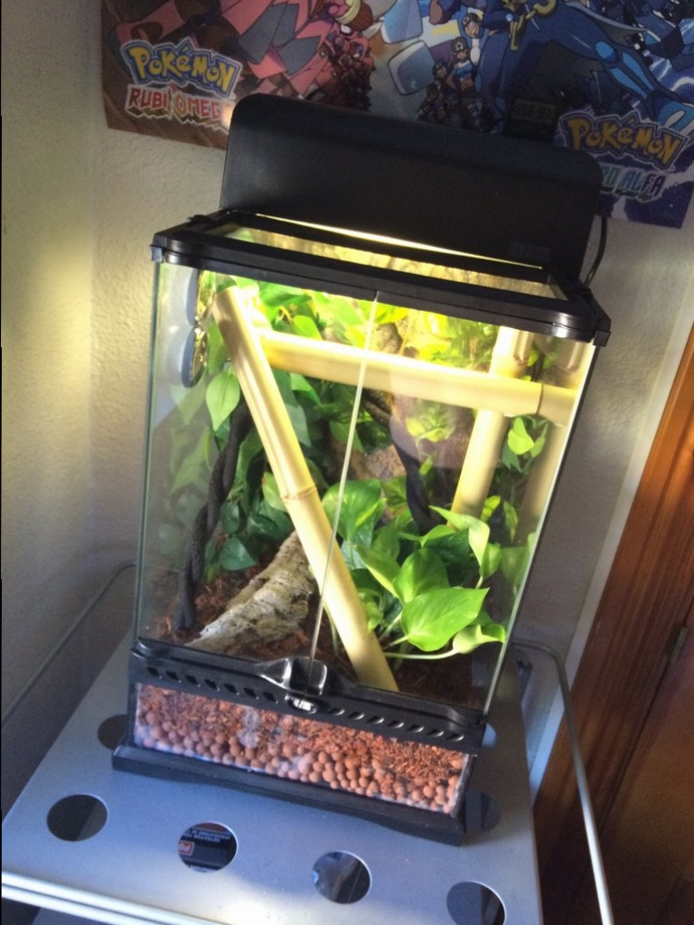 Fotos de mi terrario para pareja de Williamsi