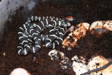 FOTOS DIELEMANS 006.jpg