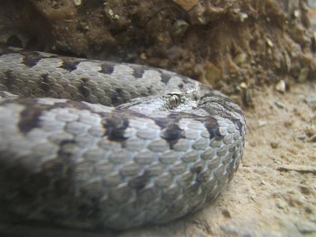 fotos guillem valencians 086 (Small).jpg