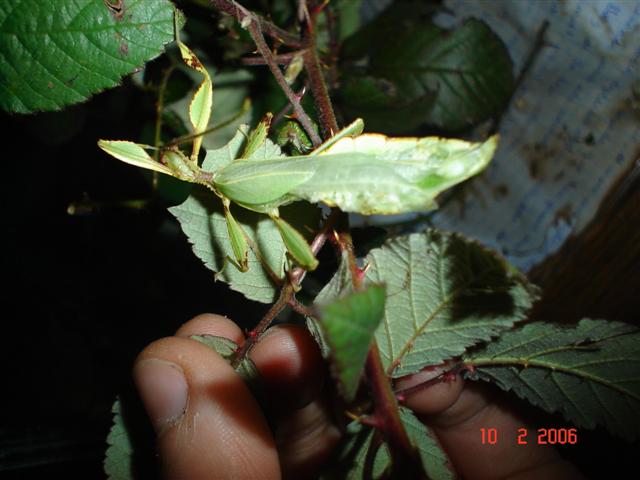 Fotos phyllium terraris, ous etc.. 006 (Small).jpg