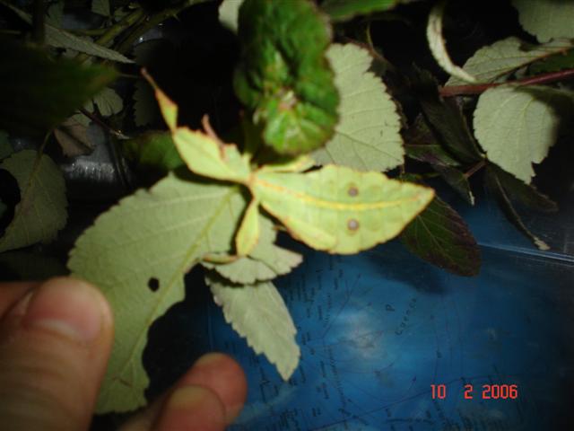 Fotos phyllium terraris, ous etc.. 007 (Small).jpg