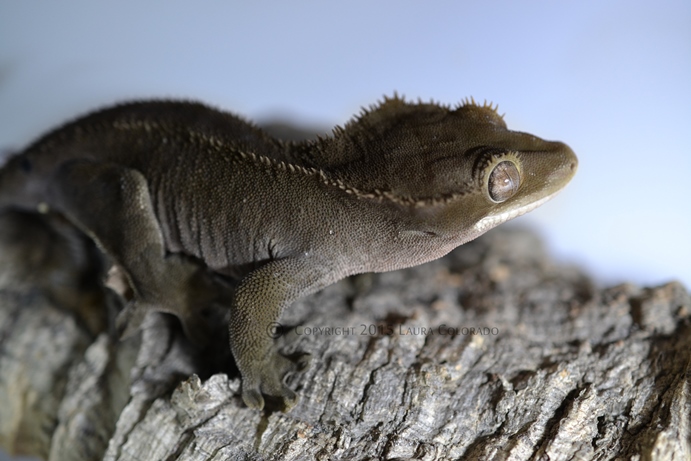 Freyja, hembra de correlophus ciliatus