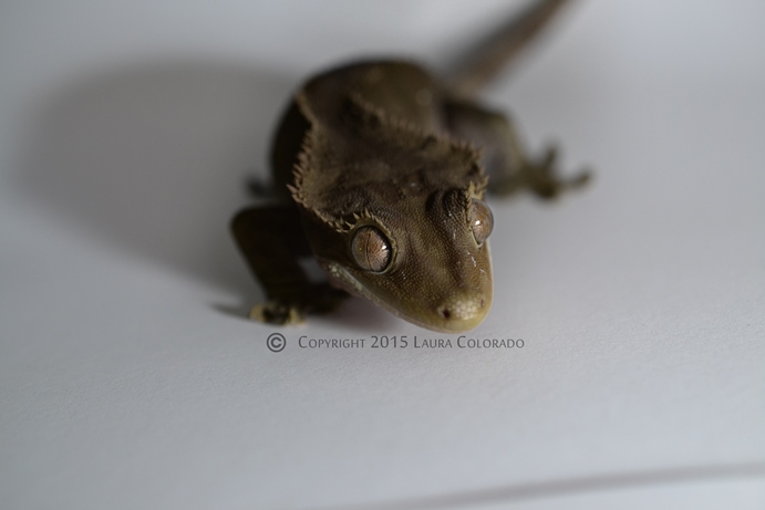 Freyja, hembra de correlophus ciliatus