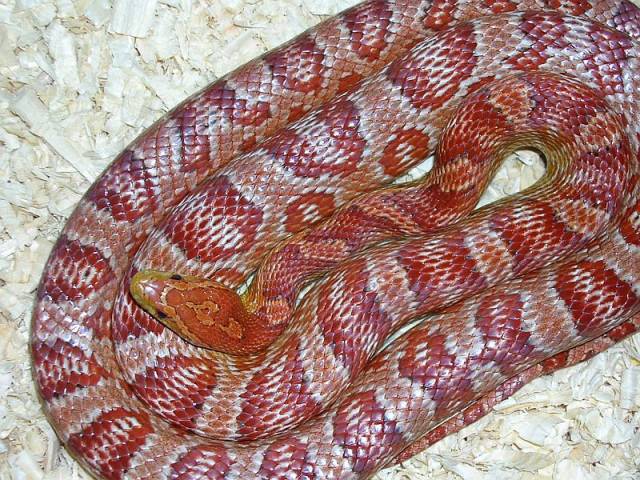 frosted corn snake 2
