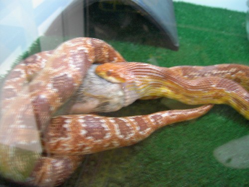 g.albina comiendo.JPG