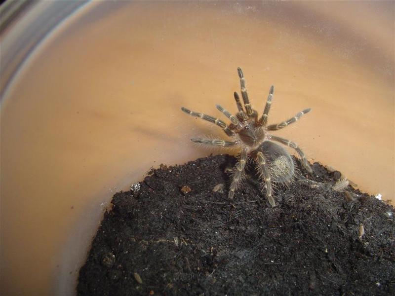 G.Aurestriata.JPG