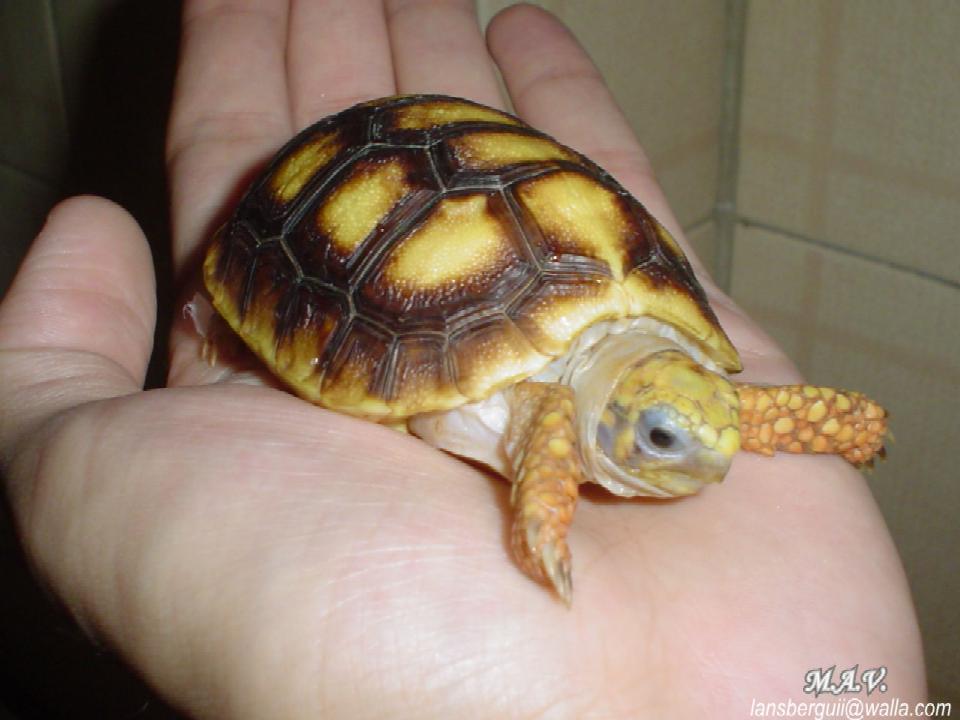 G. carbonaria. 21-01-04 (14).JPG