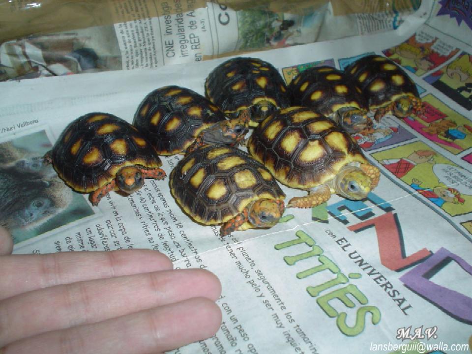 G. carbonaria. 21-01-04 (3).JPG