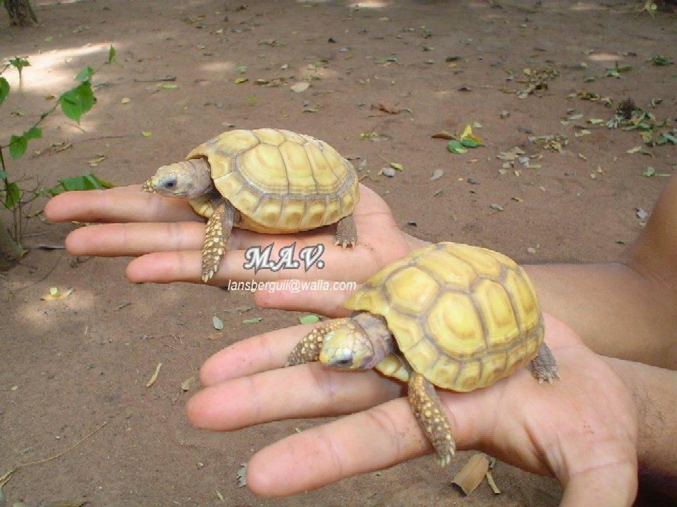 G.carbonaria.Xantico. 23-10-04 (12).JPG