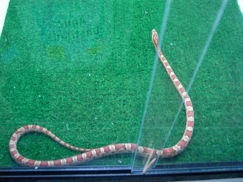 g. col. normal hetro okeete.JPG