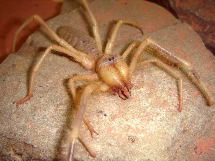 Galeodes granti2 p.jpg